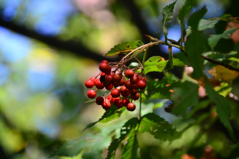 f:id:y3575t3545:20211021115000j:plain