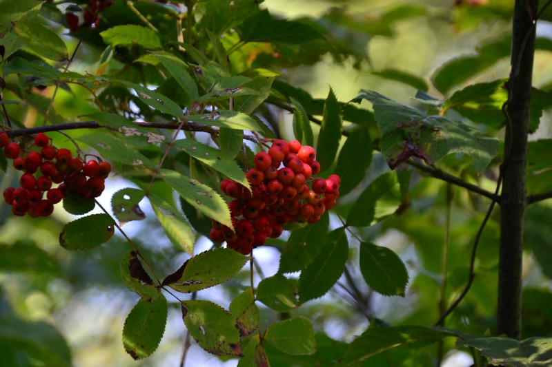 f:id:y3575t3545:20211021120846j:plain