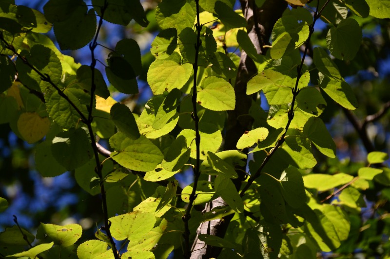 f:id:y3575t3545:20211021120851j:plain