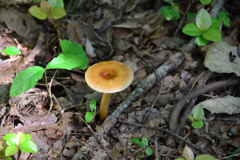 f:id:y3575t3545:20211021120922j:plain