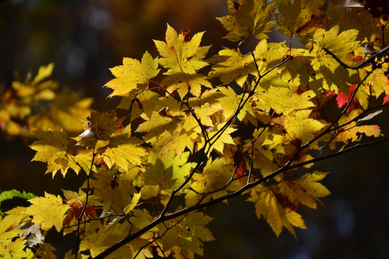 f:id:y3575t3545:20211128203344j:plain