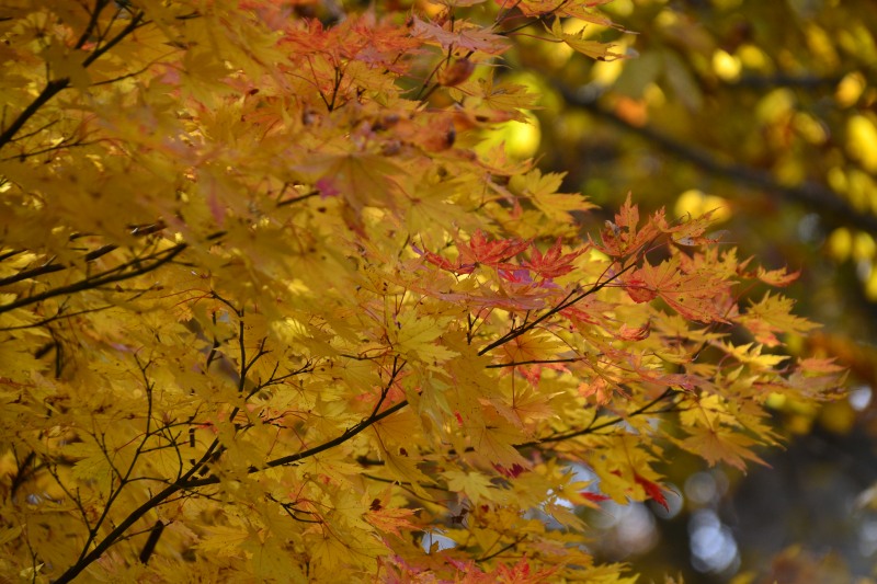 f:id:y3575t3545:20211128203603j:plain