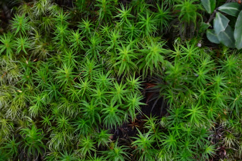 f:id:y3575t3545:20211128203641j:plain