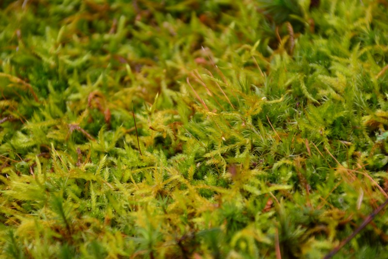 f:id:y3575t3545:20211128203648j:plain