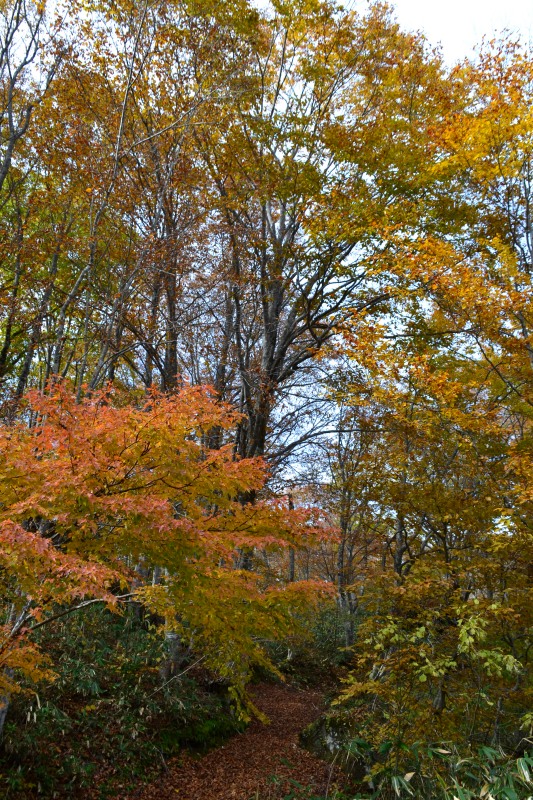 f:id:y3575t3545:20211128204014j:plain