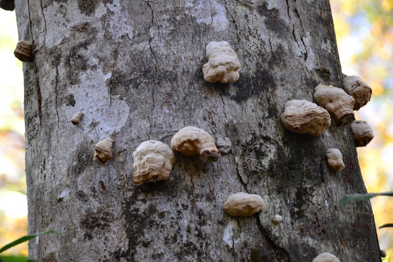 f:id:y3575t3545:20211128204531j:plain