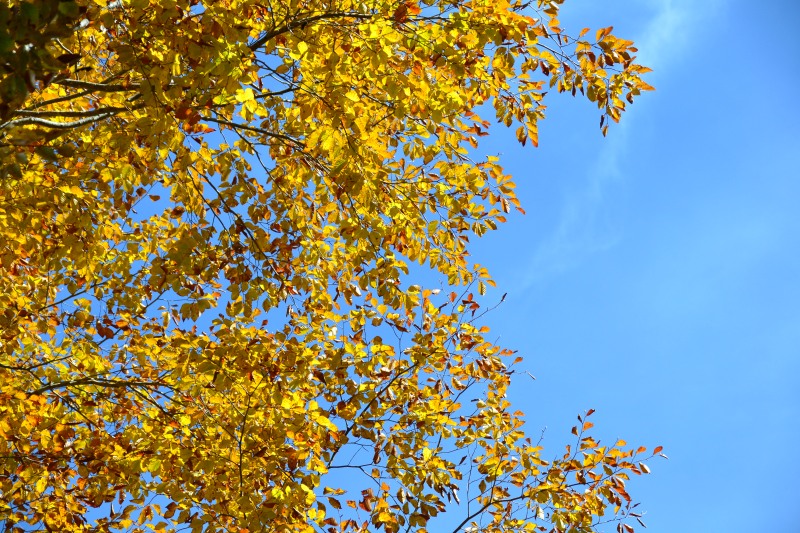 f:id:y3575t3545:20211128204845j:plain