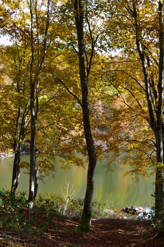 f:id:y3575t3545:20211128205410j:plain