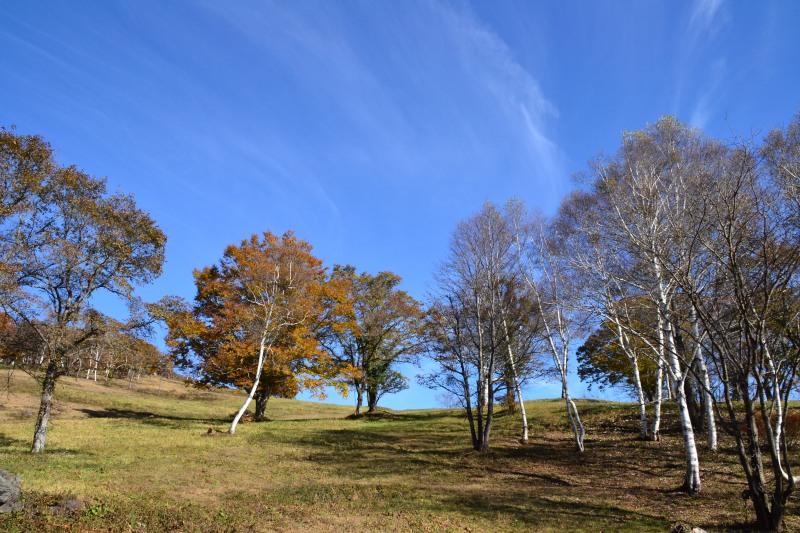 f:id:y3575t3545:20211205153731j:plain