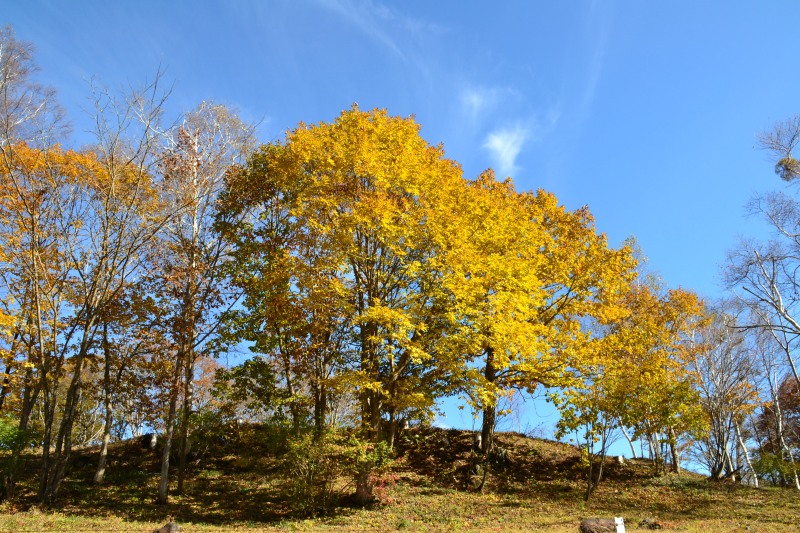 f:id:y3575t3545:20211205153930j:plain