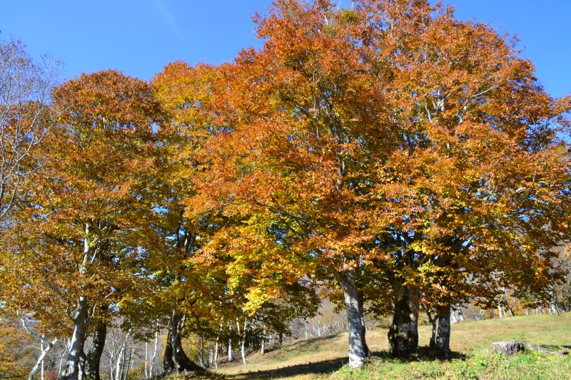 f:id:y3575t3545:20211205154425j:plain