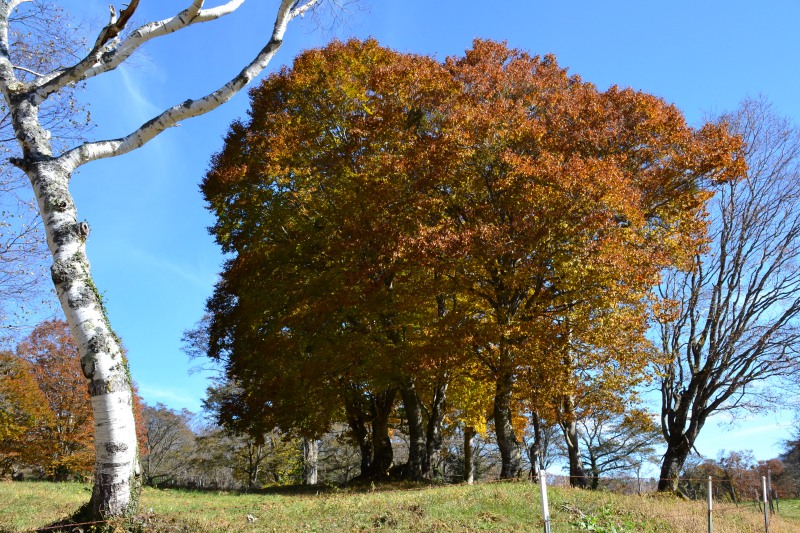 f:id:y3575t3545:20211205154441j:plain