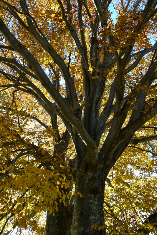 f:id:y3575t3545:20211205154858j:plain