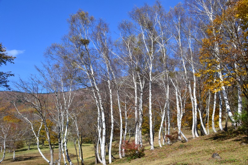 f:id:y3575t3545:20211205155320j:plain