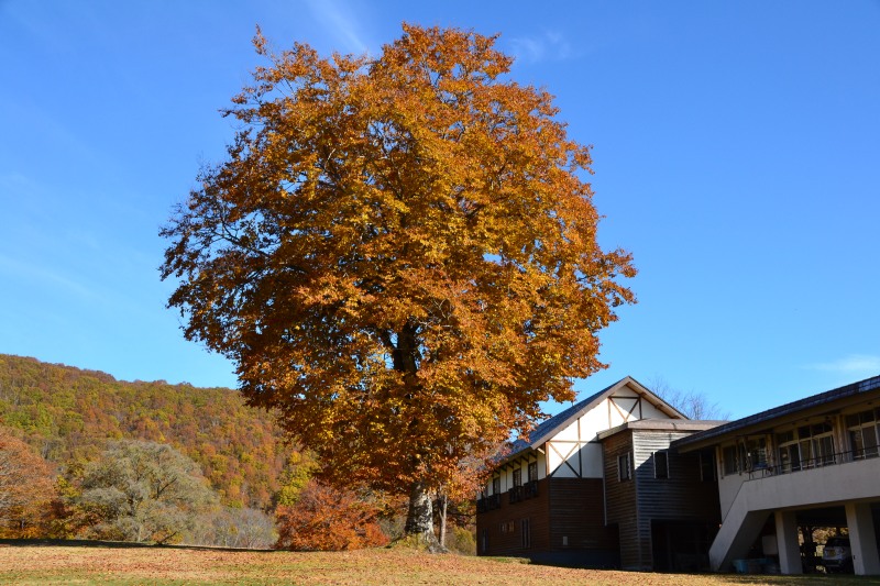 f:id:y3575t3545:20211205155537j:plain