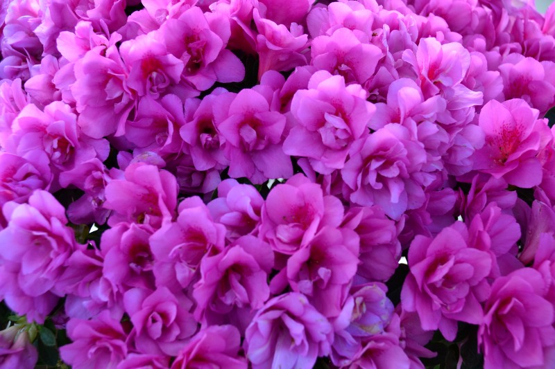 f:id:y3575t3545:20220101204046j:plain
