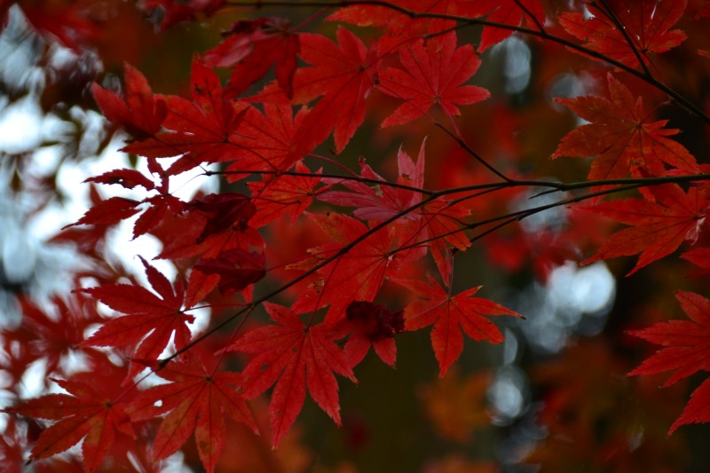 f:id:y3575t3545:20220108213101j:plain
