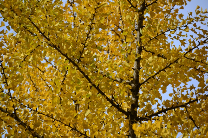 f:id:y3575t3545:20220123203844j:plain