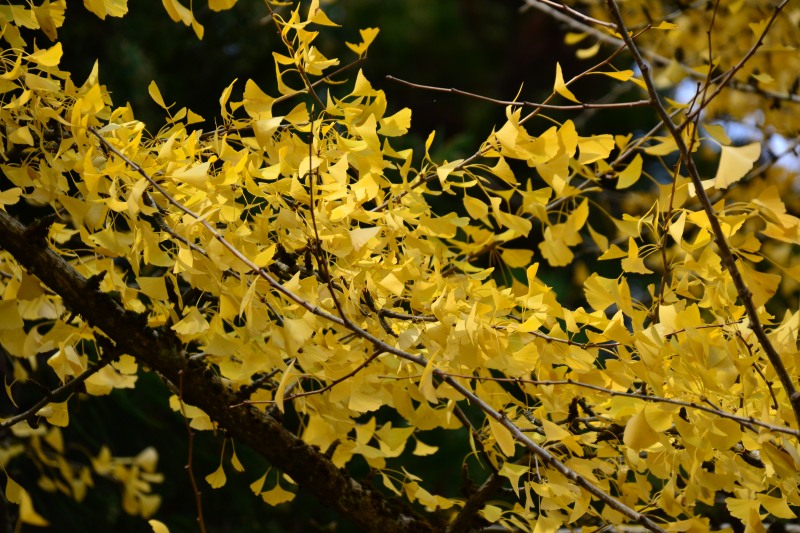 f:id:y3575t3545:20220123203847j:plain