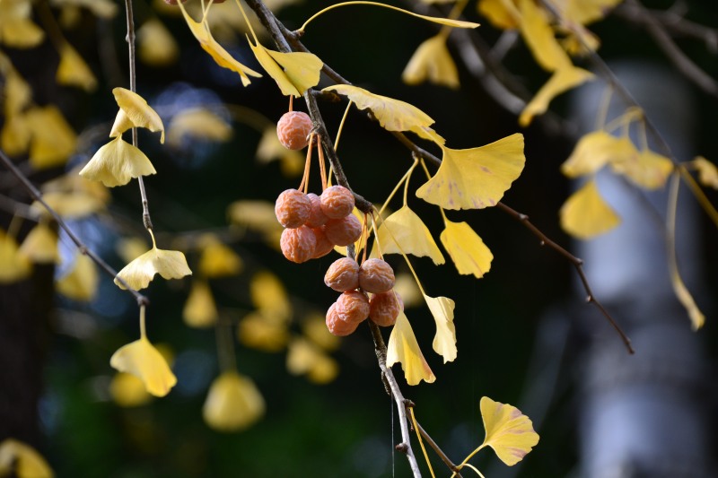 f:id:y3575t3545:20220123203953j:plain