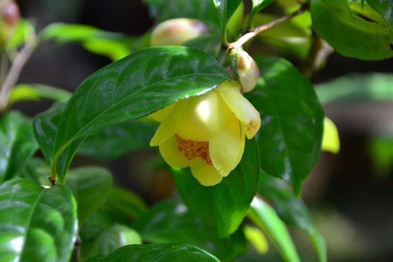 f:id:y3575t3545:20220320121232j:plain