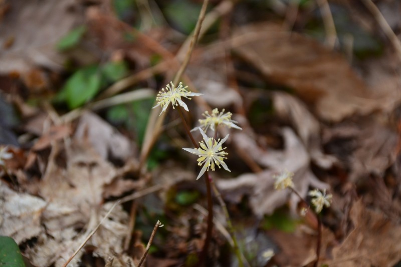 f:id:y3575t3545:20220408200445j:plain