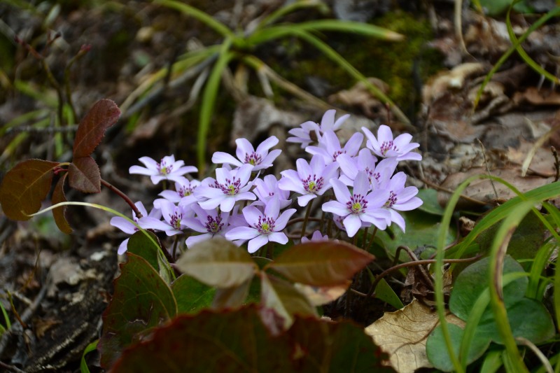 f:id:y3575t3545:20220409202618j:plain