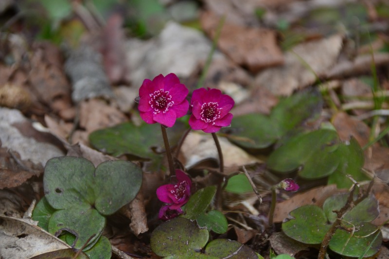 f:id:y3575t3545:20220409202647j:plain