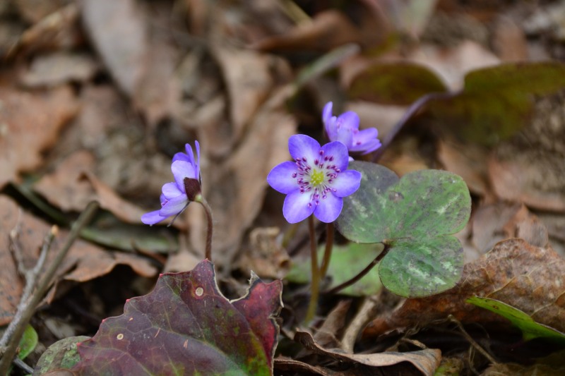 f:id:y3575t3545:20220409202710j:plain