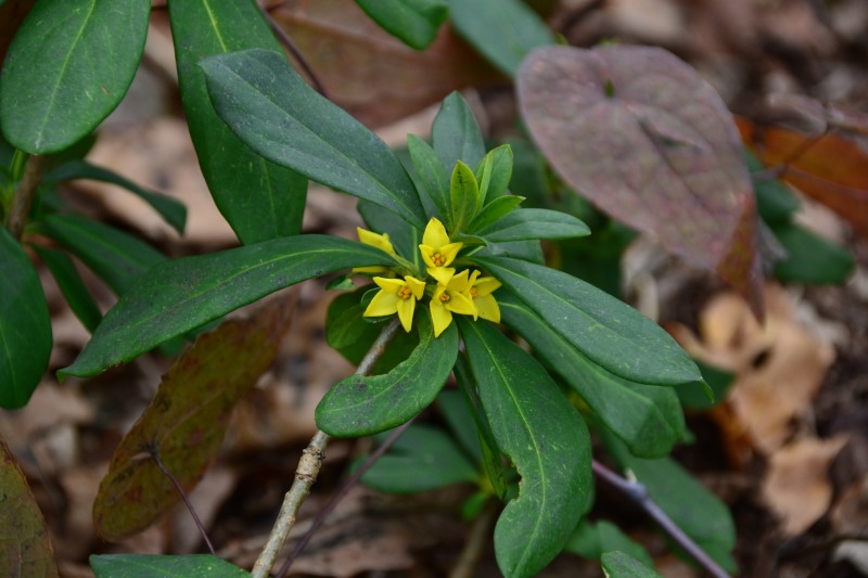 f:id:y3575t3545:20220409203424j:plain