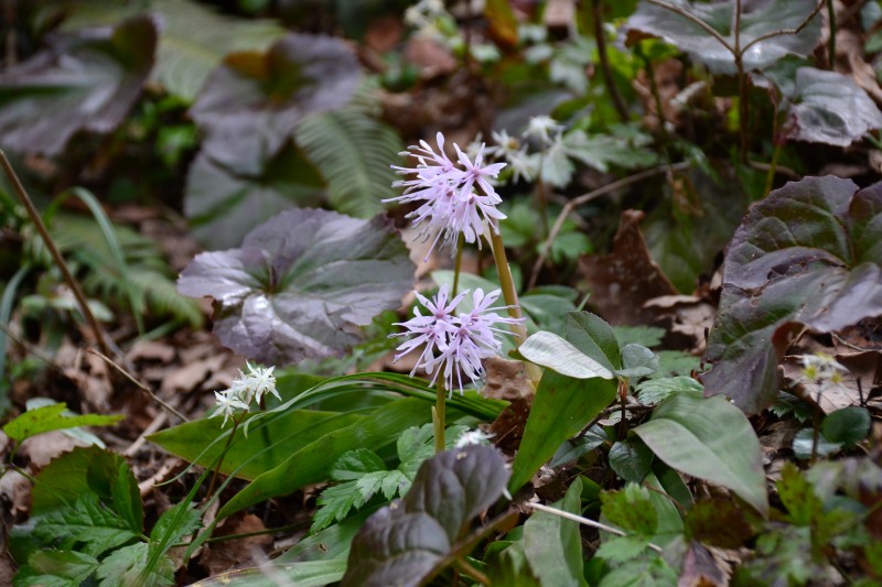 f:id:y3575t3545:20220409203513j:plain