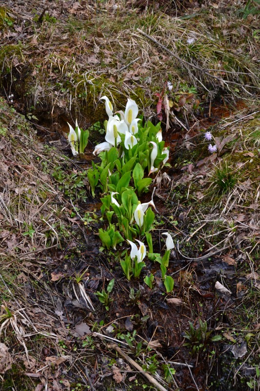 f:id:y3575t3545:20220409203732j:plain