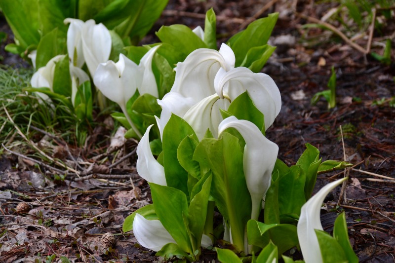 f:id:y3575t3545:20220409203745j:plain