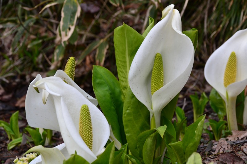 f:id:y3575t3545:20220409203749j:plain