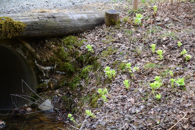 f:id:y3575t3545:20220409203916j:plain