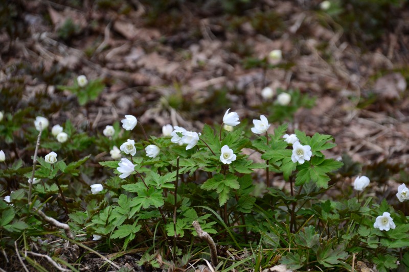 f:id:y3575t3545:20220409204443j:plain