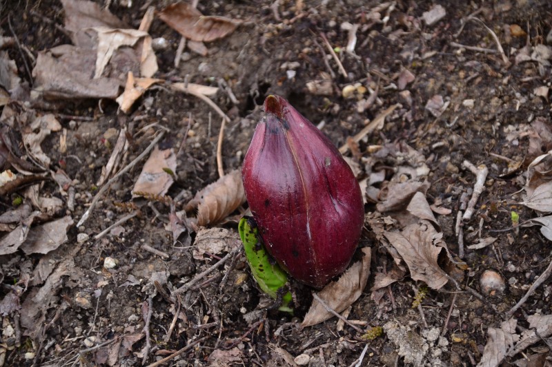 f:id:y3575t3545:20220409204932j:plain