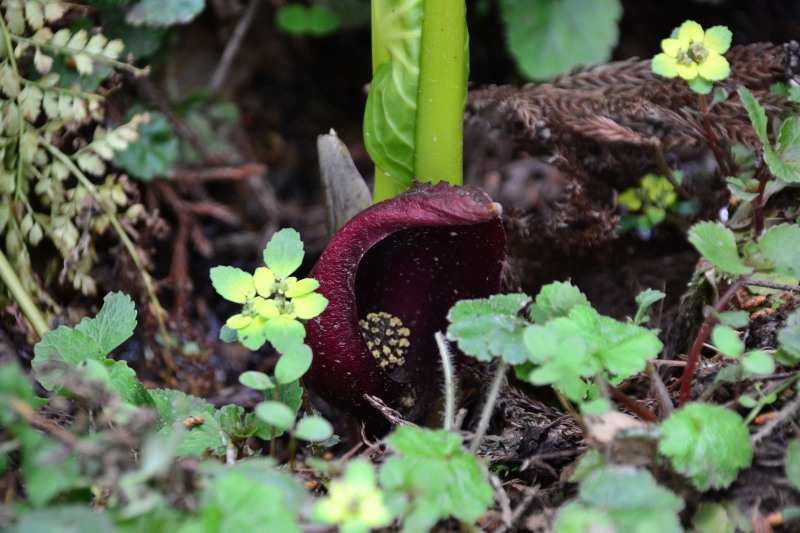 f:id:y3575t3545:20220409204956j:plain