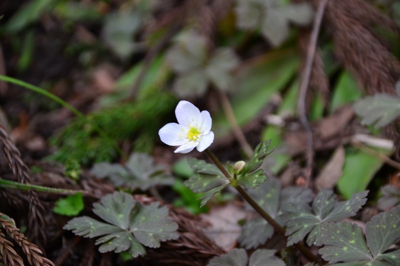 f:id:y3575t3545:20220409205134j:plain