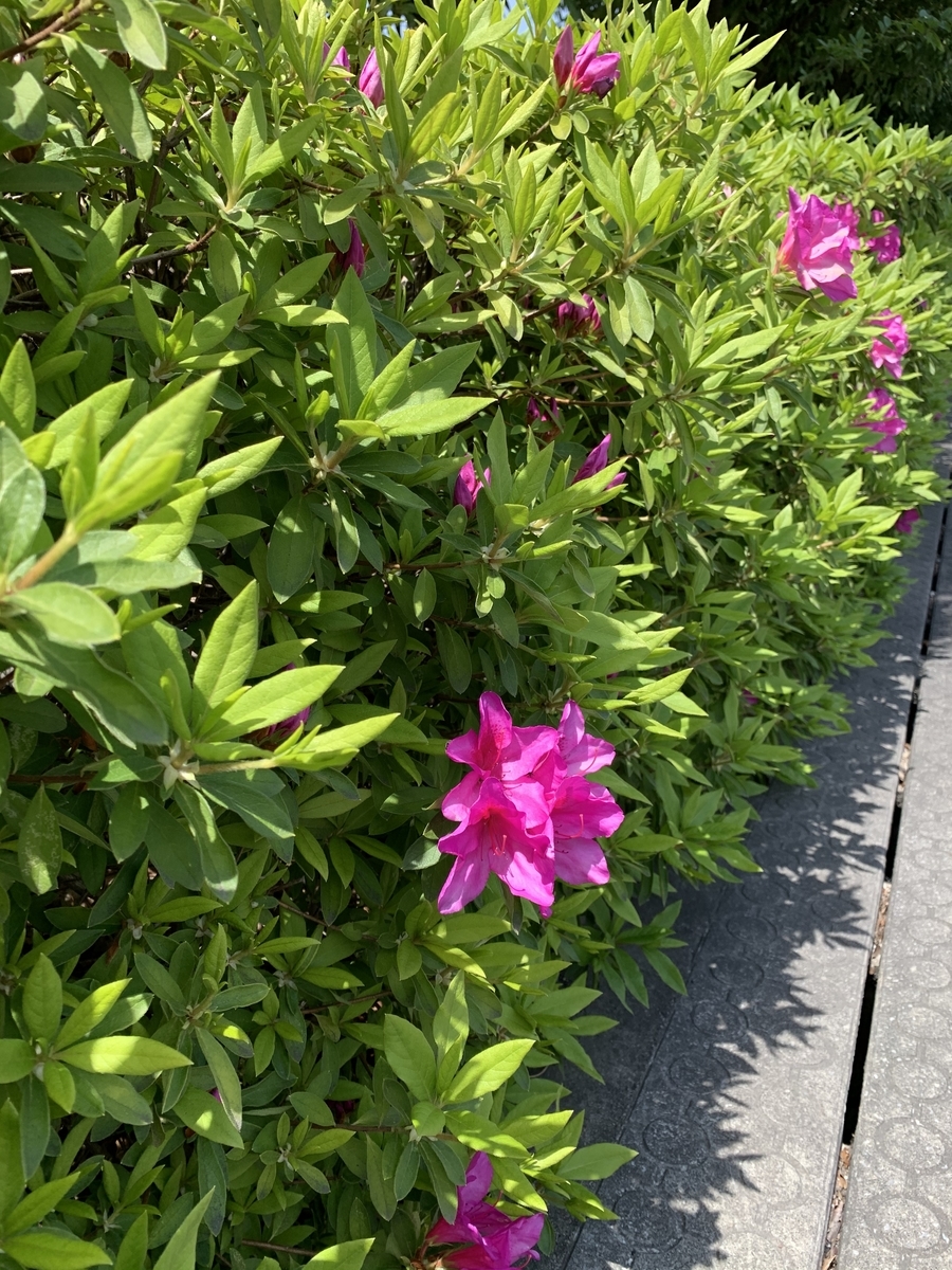 f:id:y44kura720:20200623224518j:plain f:id:y44kura720:20200623224518j:plain