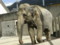 京都市動物園 ゾウ