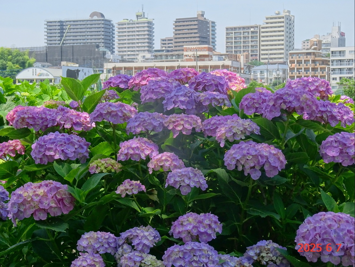 水彩画　　F4   埼玉県志木新河岸 水彩画 F4 埼玉県志木新河岸