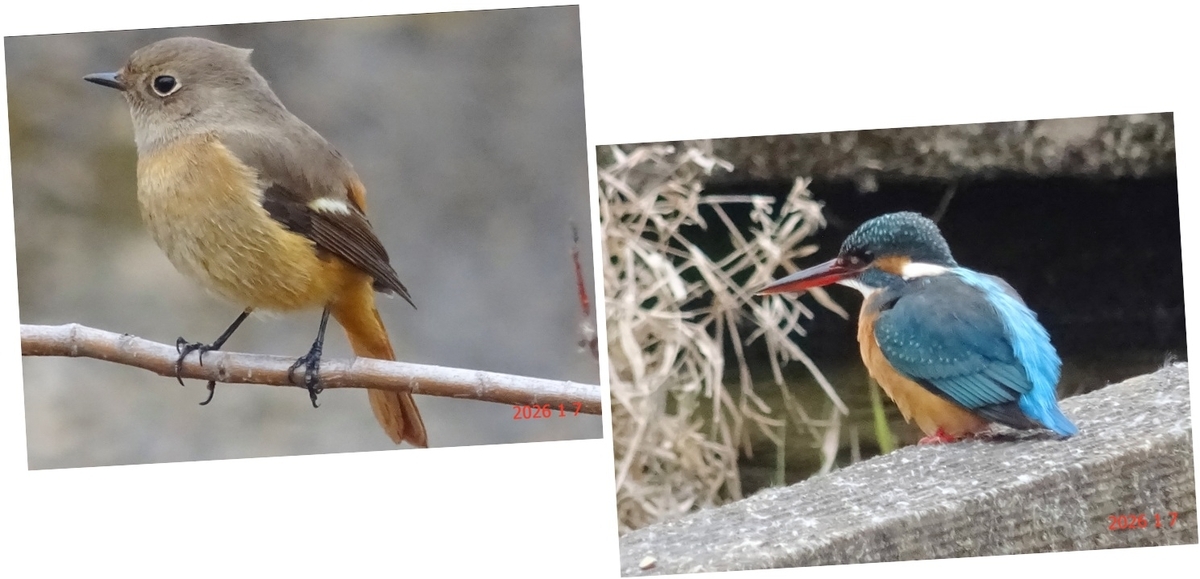 カワセミのオスは「翡」、メスは「翠」 - 晴れた日は自転車に乗って