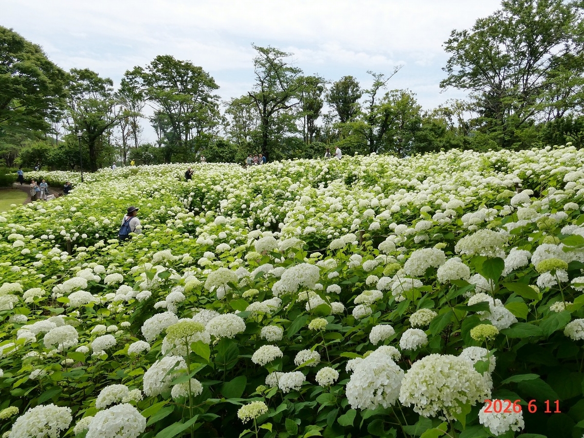 初夏の花めぐり：府中市郷土の森から昭和記念公園へ - 晴れた日は