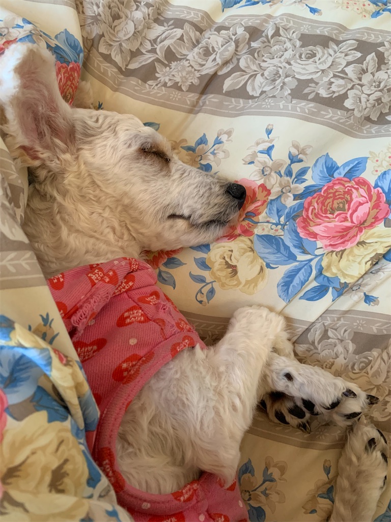 f:id:y642285:20221110053210j:image f:id:y642285:20221110053210j:image