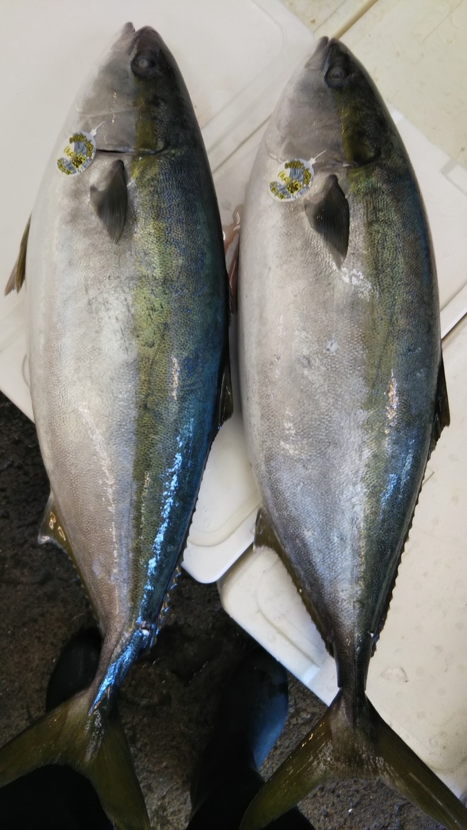 房州の海は今が寒、立派な寒鰤です - 直売所千倉