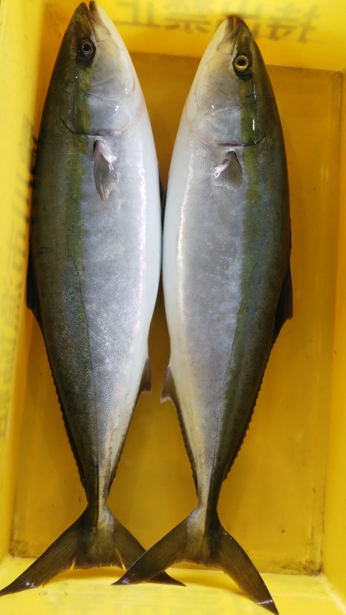 わらさ、鯵、汐子、宗田かつお、飛魚 - 直売所千倉