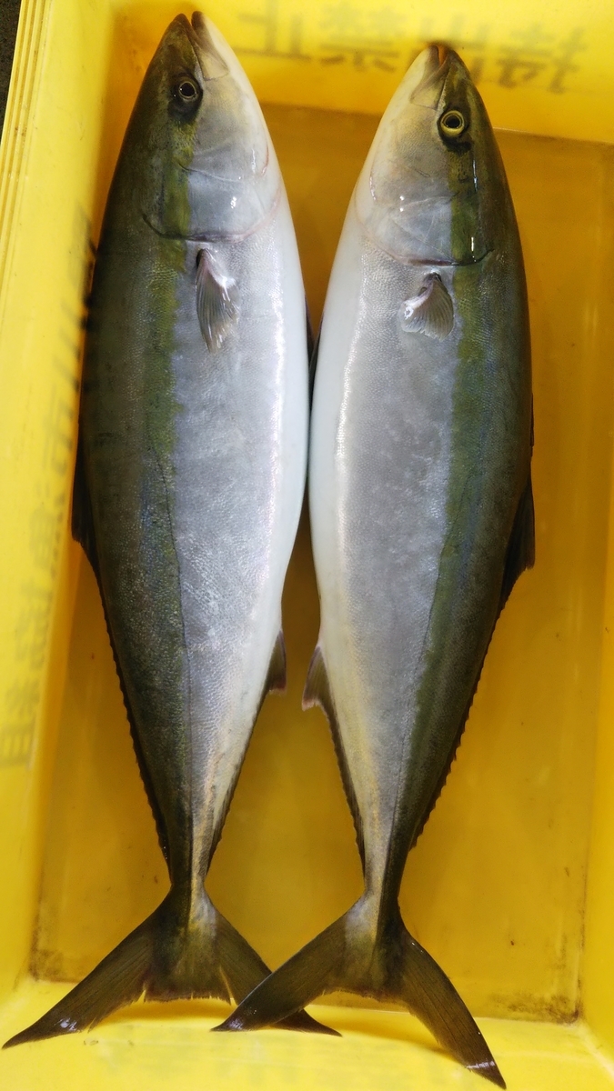 1週間ぶりの新漁、わらさ、飛魚、真鯖、きはだ鮪 - 直売所千倉