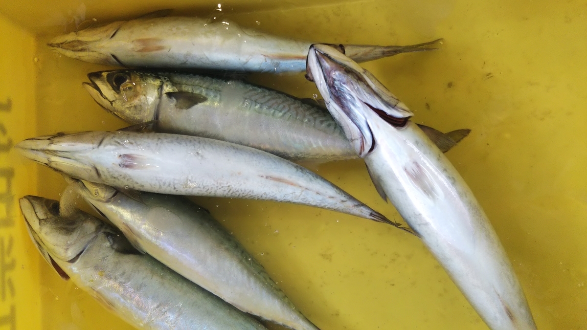 1週間ぶりの新漁、わらさ、飛魚、真鯖、きはだ鮪 - 直売所千倉