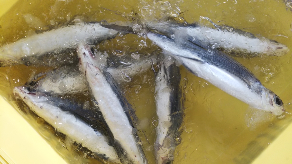 1週間ぶりの新漁、わらさ、飛魚、真鯖、きはだ鮪 - 直売所千倉